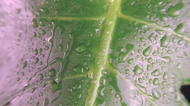 Τροπικό εξωτικό πράσινο φύλλο με σταγόνες βροχής κοντινό πλάνο της Monstera floral από τροπικό δάσος ή κήπο. Αφήνει το φόντο γεμάτο σταγόνες βροχής. Τροπική βροχή ζούγκλας. Επιλεκτική εστίαση. — Αρχείο Βίντεο