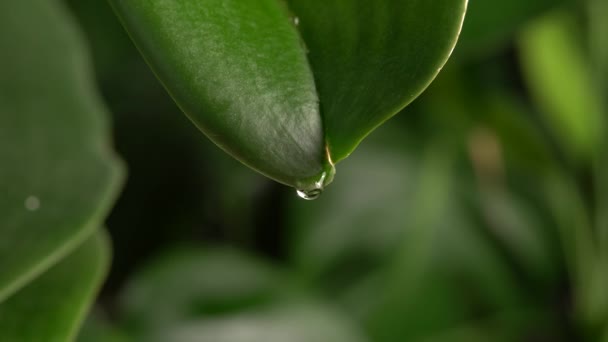 Капля дождевой воды падает с зеленого листа дикой орхидеи. Капля дождя на кончике листьев падает в землю, джунгли леса лесной природы макрос закрыть. Селективный фокус. — стоковое видео