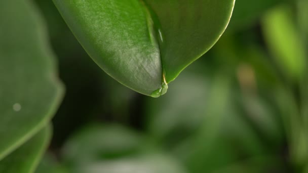 Tautropfen oder Regenwasser aus grünen exotischen Blättern. Natürliche Feuchtigkeit und Kondensation. Dschungel-Wassertropfen auf grünen Orchideenblättern. Regentag im Tropenwald. Selektiver Fokus. — Stockvideo