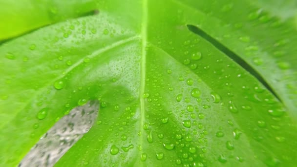 Зелений лист з краплями влітку з лісу або джунглів. Дощовий водяний душ крупним планом. Вибірковий фокус. Дощовий день в екзотичному тропічному лісі. Сильний дощ падає на вії і листя . — стокове відео