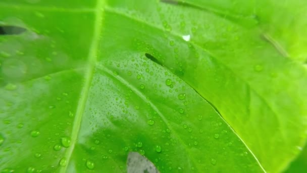 绿叶上的雨滴.有选择的重点。雨水滴落在绿色的植物叶子上.夏天在新鲜的绿叶下着雨.放松和冥想的概念. — 图库视频影像