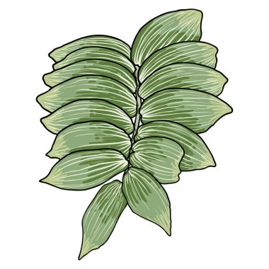 Süleyman 'ın mühür yaprakları. Yapraklı el yapımı botanik dalı. Vektör.