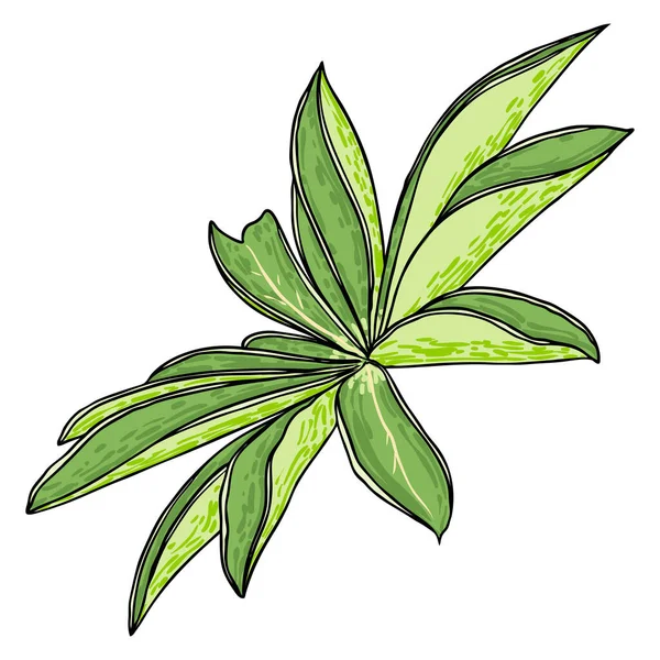 Lupinus Polyphyllus Velký List Zahradních Květin Listnaté Lupiny Nebo Listy — Stockový vektor
