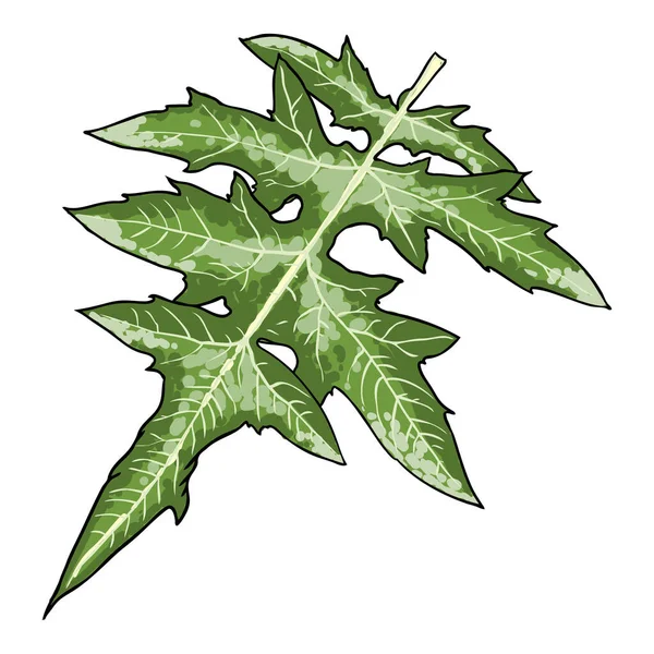 Artichoke Leaves Perennial Cardoon Cynara Cardunculus Used Eating Leaf Stem — Stock Vector