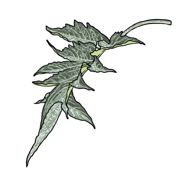 Artichoke Leaves Perennial Cardoon Cynara Cardunculus Used Eating Leaf Stem — Stock Vector