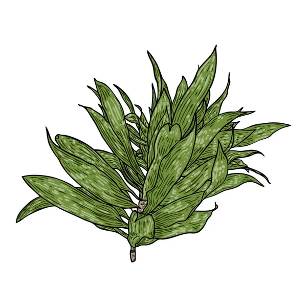 Ветка Dracaena Reflexa Зелеными Листьями Песня Индии Листья Растений Домашняя — стоковый вектор