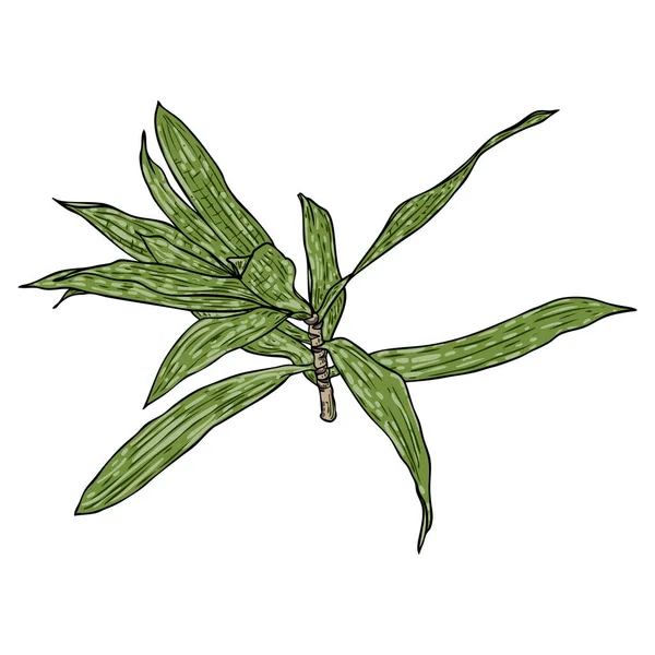 ドラセナ緑の葉を持つフレキサの枝 インドの植物の葉の歌 観葉植物 ベクトル — ストックベクタ