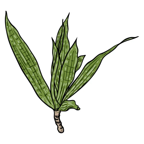 Dracaena Reflexa Zweig Mit Grünen Blättern Song India Pflanzenblatt Zimmerpflanze — Stockvektor