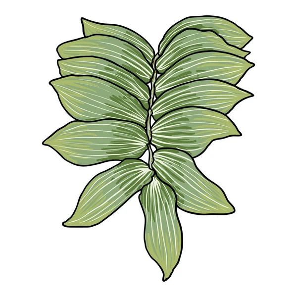 Уплотнительное Растение Соломона Уходит Ручная Рисованная Ботаническая Ветвь Листом Вектор — стоковый вектор