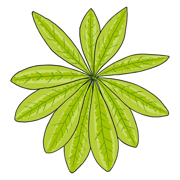 ルピナスポリフィルスの庭の花の大きな葉 ルパンやブルーボンネットの長い葉のルパンやビッグリーフルパンの牧草地植物の葉 白を基調に線画を描く ベクトル — ストックベクタ