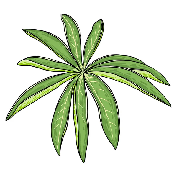 ルピナスポリフィルスの庭の花の大きな葉 ルパンやブルーボンネットの長い葉のルパンやビッグリーフルパンの牧草地植物の葉 白を基調に線画を描く ベクトル — ストックベクタ