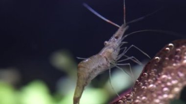 Tatlı su hayalet karides makro shot 'ı ya da eğri kuyruklu opak cam karides. Yosun yiyen Pinokyo karidesleri, Palaemonetes paludosus besleyicileri. Çok sığ bir alan derinliğiyle yaklaşın..