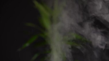 Gerekli yağ dağıtıcı ve nemlendirici karıştırılmış su buharı ile kapatılıyor. Bulanık bambu bitkisiyle koyu loş ışık arkaplanı. Rahatlama masajı ve vücut tedavisi için sağlık spa buharı ve ortam.