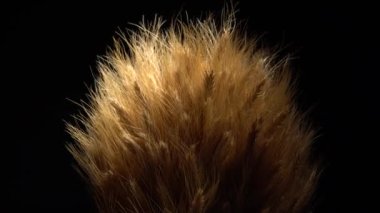 Siyah arka planda altın buğday kulakları. Buğday tarımı ve hasat. Şükran Günü ve Cadılar Bayramı Çiçek aranjmanı.