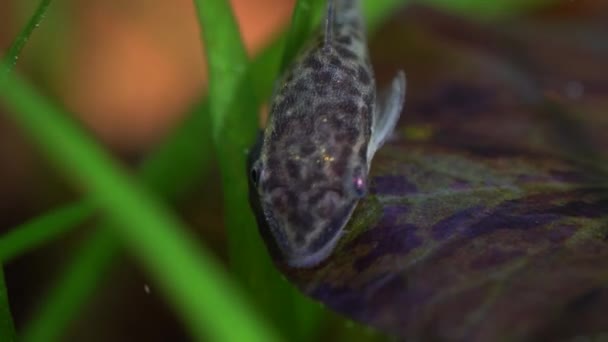 家の趣味で藻類に餌を与えるタコはエビと魚のタンクを植えました 水族館でかわいいドワーフの吸盤やロリシア科の顔 非常に浅いフィールドの深さでマクロを閉じます — ストック動画