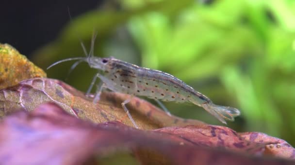 Freshwater Amino Shrimp Eating Algae Macro Shot Algae Eating Cleaning — Stock Video
