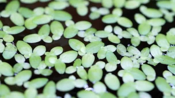 Eendenkruidplant Watermacro Van Dichtbij Met Ondiepe Velddiepte Beweging Van Groene — Stockvideo