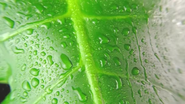 Groene blad met regendruppels in de zomer uit bos of jungles. Het regent water van dichtbij. Selectieve focus. Regenachtige dag in exotisch tropisch bos. Zware regenval bij zweepslagen en bladeren. — Stockvideo