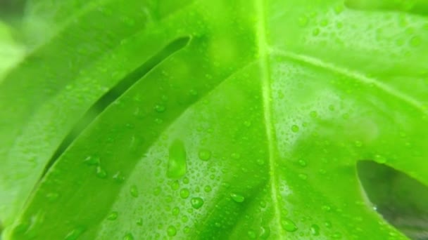 Rain drops on green jungle leaf. Selective focus. Rainy water drops falling on green plant leaves. Summer raining at fresh green leaves. Relaxation and meditation concept. — Stock Video