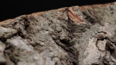 Kol lifinin yapısı ve ağaç gövdesinden kopmuş ağaç kabuğu. Yakıt olarak kullanılan bitkisel kütle materyali. Gerçek ahşap haç kesiminin fiber ve mantar dokusunun yakın görüntüsü. Organik arkaplan.