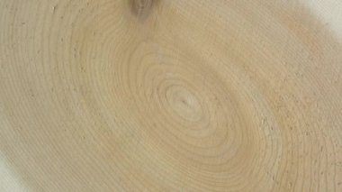 Eski dişbudak ağacı halkaları dokusu yakın. Tahta daire kütük gövde arka planı üstten. Çapraz kesit ağaç gövdesi dönüşünü kesti.