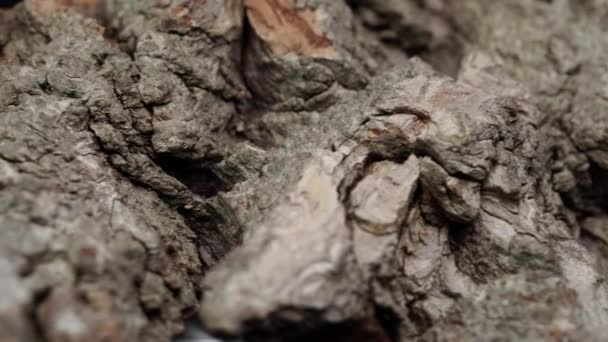 Bark av brunt trä tvärsnitt makro närbild, selektivt fokus. Tallskog eller ek stamvirke. Skogsvirke Naturligt växtbaserat biomassamaterial som används som bränsle. Närbild av fiberstruktur. — Stockvideo