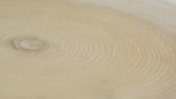 Querschnitt des Baumes mit Altersringen. Selektiver Fokus. Kreisförmiges Stück Holz im Querschnitt geschnitten oder gesägt Baumstamm mit Texturmuster und Altersringlinien. — Stockvideo