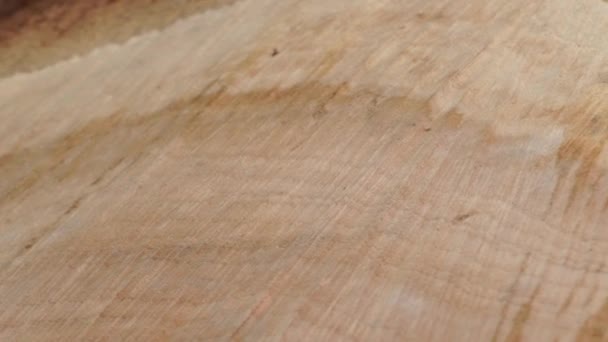 La estructura de la fibra de tronco y la corteza de la sierra cortan el tronco del árbol. Material de biomasa vegetal utilizado como combustible. Vista de cerca de la fibra y la textura de corcho de la cruz del árbol de madera real. Fondo orgánico. — Vídeos de Stock