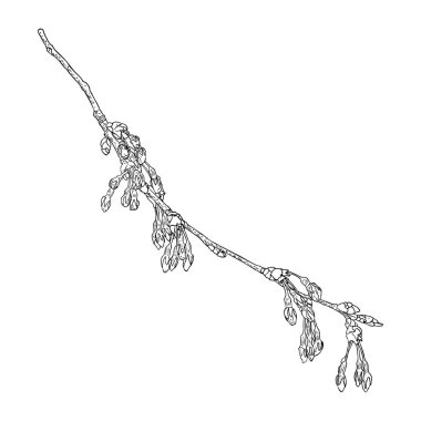 El çizimi Sakura dal dalını izole etti. Bahar kiraz çiçekleri resmi siyah beyaz. Japonya 'nın ulusal çiçekleri. Sakura 'nın ağaç dalı açılır ve tomurcuklanır. Vektör. 