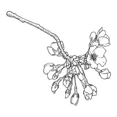 Sakura dalı. Kiraz çiçeği dalı. Japonya 'nın ulusal çiçekleri siyah-beyaz botanik illüstrasyonları. Tomurcuklu el çizimi ağaç sopası ve tomurcuklar açar, yapraklar, yapraklar. Vektör.