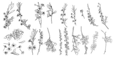 Sakura çiçekleri çiçek açar. Kiraz çiçekleri dallar açar. Tomurcuklar ve botanik çizimler koleksiyonu bırakıyor. Siyah ve beyaz ulusal geleneksel ağaç dalları bahar açılışı seti, Vektör.