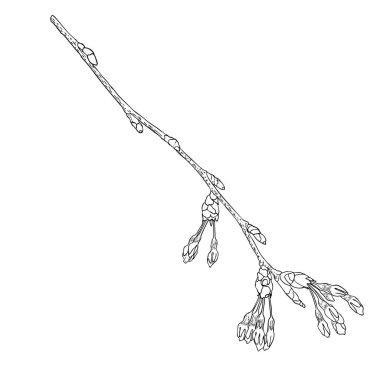 El çizimi Sakura dal dalını izole etti. Bahar kiraz çiçekleri resmi siyah beyaz. Japonya 'nın ulusal çiçekleri. Sakura 'nın ağaç dalı açılır ve tomurcuklanır. Vektör. 