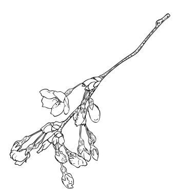 Sakura dalı. Kiraz çiçeği dalı. Japonya 'nın ulusal çiçekleri siyah-beyaz botanik illüstrasyonları. Tomurcuklu el çizimi ağaç sopası ve tomurcuklar açar, yapraklar, yapraklar. Vektör.