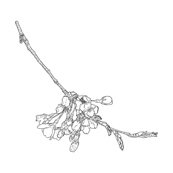 Sakura Větvička Třešňová Květinová Větev Národní Květiny Japonska Botanické Ilustrace — Stockový vektor