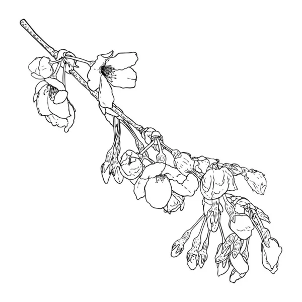 Sakura Kvist Körsbärsträd Nationella Blommor Japan Botaniska Illustration Svart Och — Stock vektor