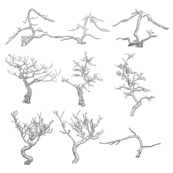 Conjunto Árvores Nuas Forma Isolada Desenhada Mão Caule Árvore Sem — Vetor de Stock