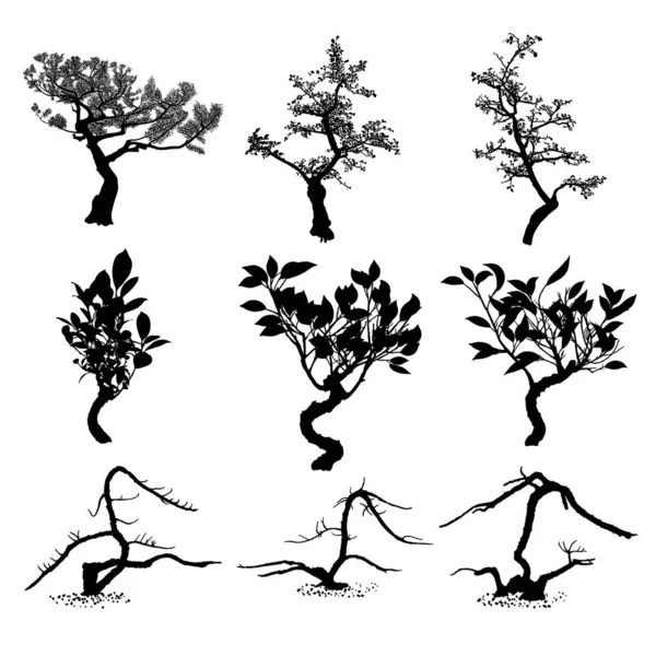 Juniper tree silhouette Vector Art Stock Images Depositphotos