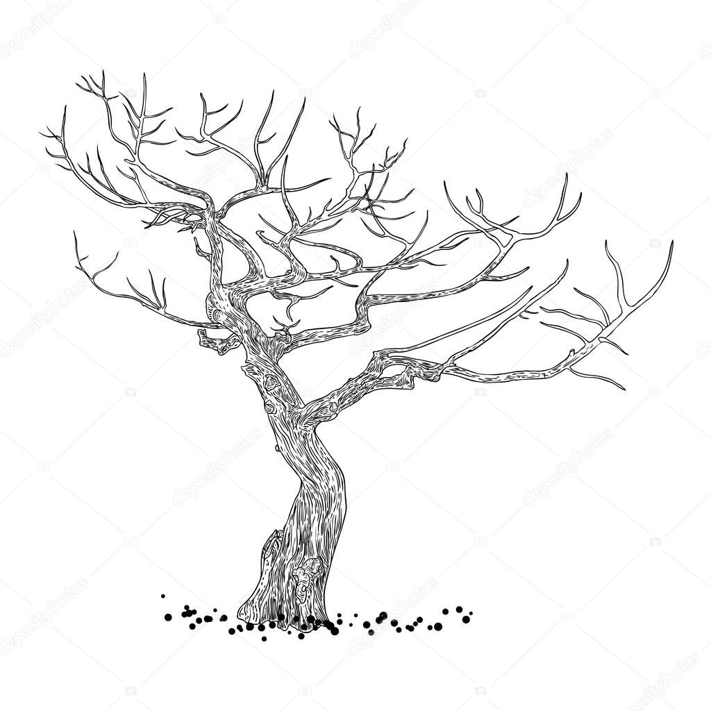 Naked tree. Hand drawn isolated shape of the tree stem without leaves or needles. Winter season tree or dead old plant after fire. Dropped sick or burnt dry foliage. Vector. 