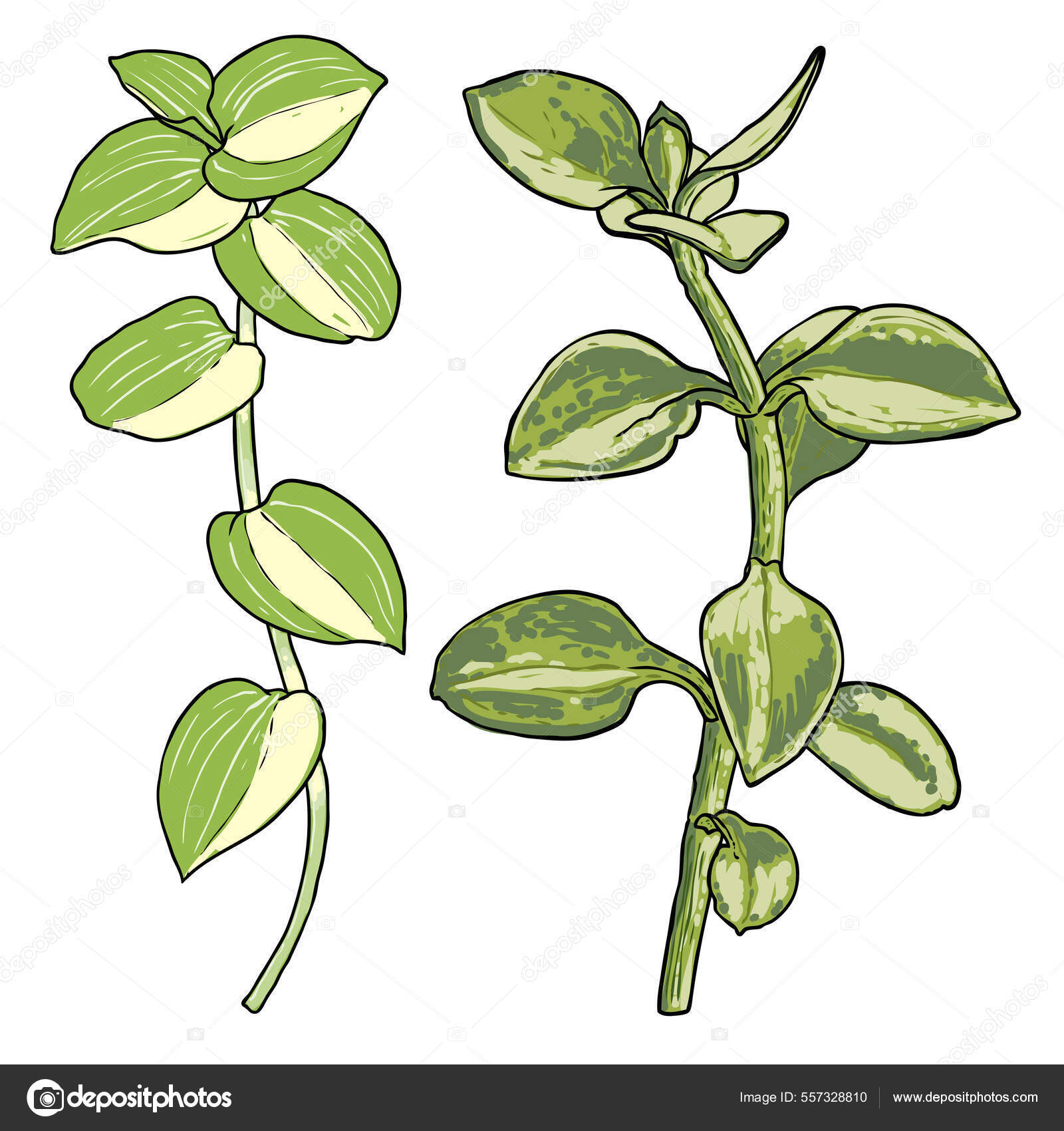 Greenery Succulent Plant Set White Background Hand Drawn Branches Twigs Stock Vector Image by