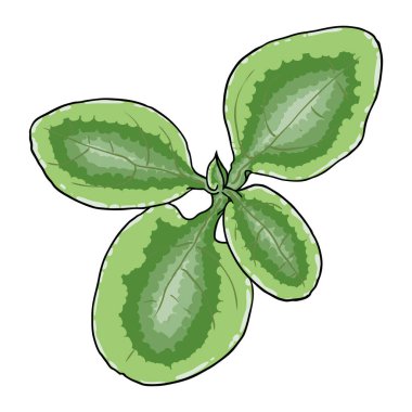 Chelsea Ağda Bitkisi yeşil yaprak. Hoya Carnosa Krinkle gidiyor. Lezzetli bir ayyaş. Vektör.