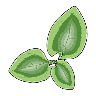 Chelsea Ağda Bitkisi yeşil yaprak. Hoya Carnosa Krinkle gidiyor. Lezzetli bir ayyaş. Vektör.