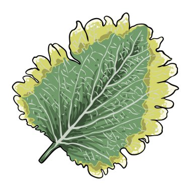 Coleus ya da boyalı ısırgan otu yaprakları. Solenostemon bitkileri, Plectranthus Spurflower. Vektör.