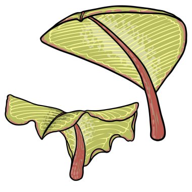 Plumeria bitki yaprakları hazır. Dekorasyon ve desen yapmak için egzotik tropikal orman çiçek yaprağı. Karayip yeşil bitki dalı çizim sanatı. Vektör. 