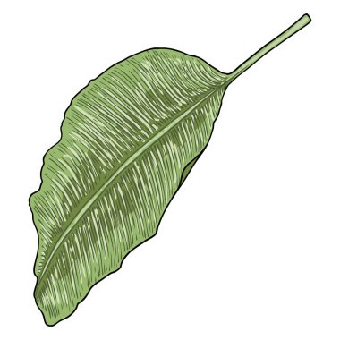 Botanik el yapımı muz ağacı yaprağı. Muz yaprakları palmiye dalları tropikal element, meyve yaprakları çizim. Vektör.