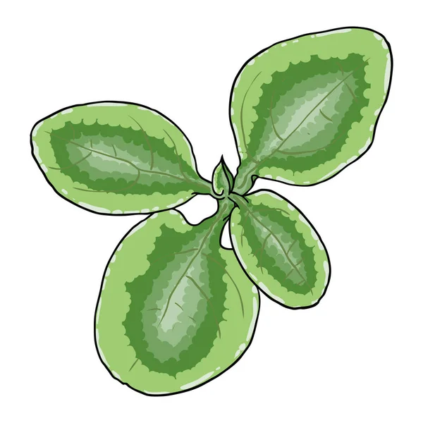 Chelsea Ağda Bitkisi yeşil yaprak. Hoya Carnosa Krinkle gidiyor. Lezzetli bir ayyaş. Vektör.