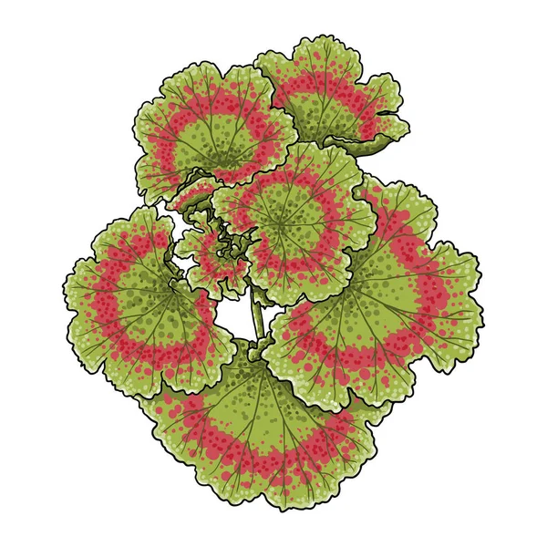 Blätter Von Pelargonien Oder Geranien Geranienblüte Üppig Botanische Farbzeichnung Gelbe — Stockvektor