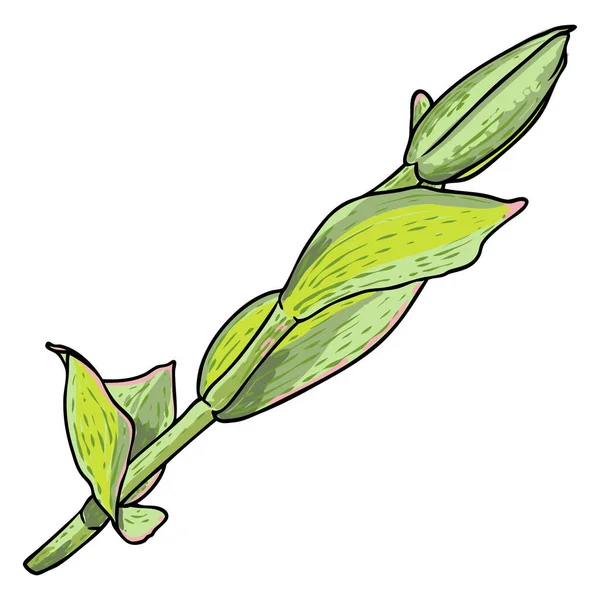 Voorjaarsbloembollenbladeren Jonge Scheuten Lente Plant Twijgen Zoals Narcissen Tulpen Krokussen — Stockvector