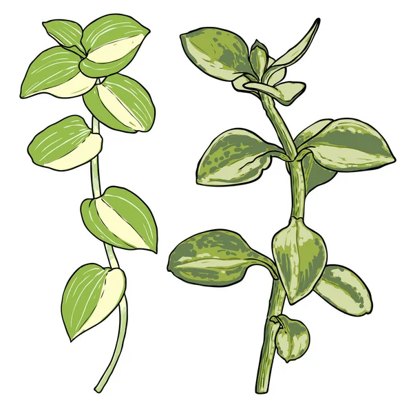 Yeşillik ve sulu bitki beyaz arka planda. El yapımı dallar, dallar, suluboya taklidi, gerçek bitkilerden yapılmış. Buketler için sulu yapraklar. Vektör.