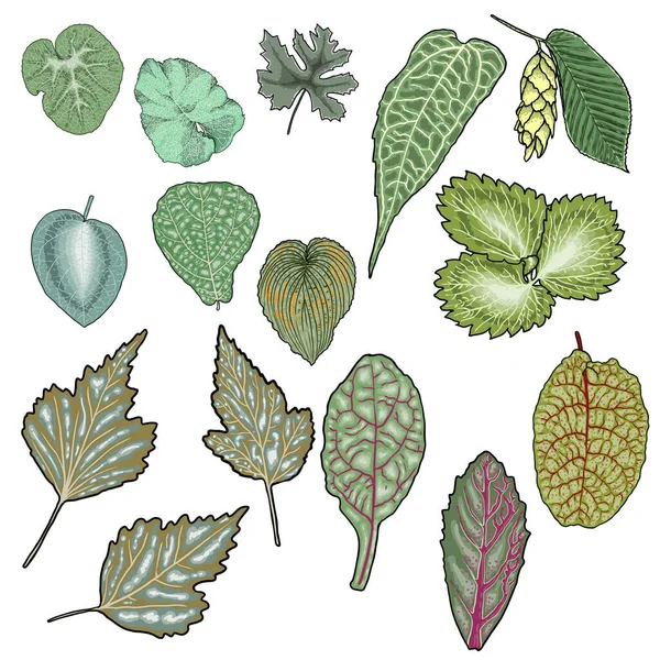 Mauvaises Herbes Arbustes Verts Botaniques Ensemble Feuilles Ensemble Herbes Dessinées — Image vectorielle