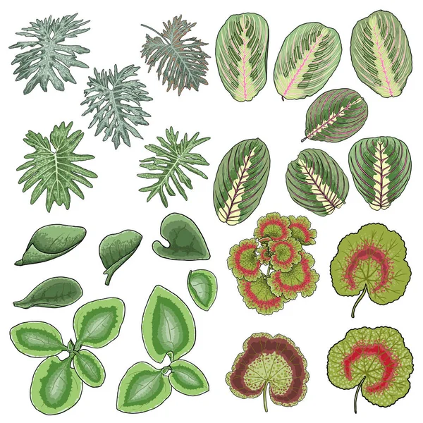 Yaprak Seti Botanik Yeşili Otlar Çalılar Yapımı Bitki Seti Gösterişli — Stok Vektör